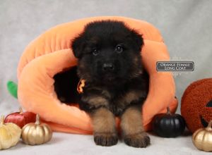 Best Age To Bring Home A German Shepherd Puppy