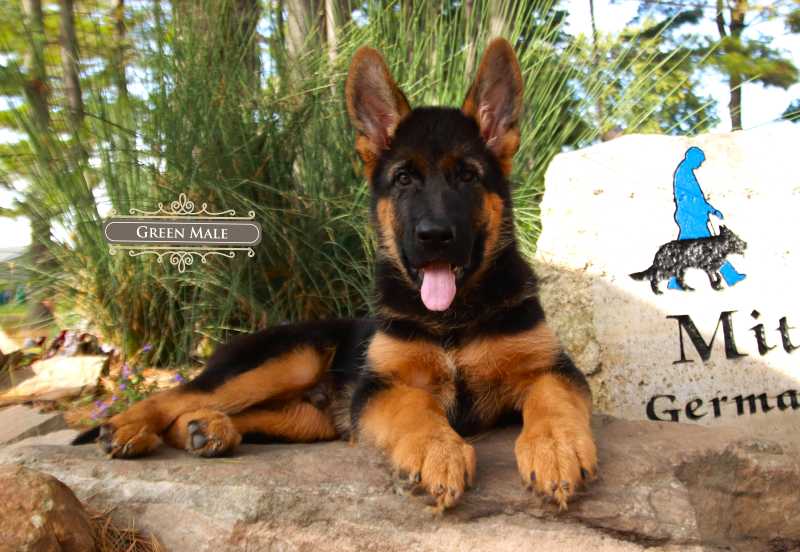 Healthy Age To Have A German Shepherd Puppy