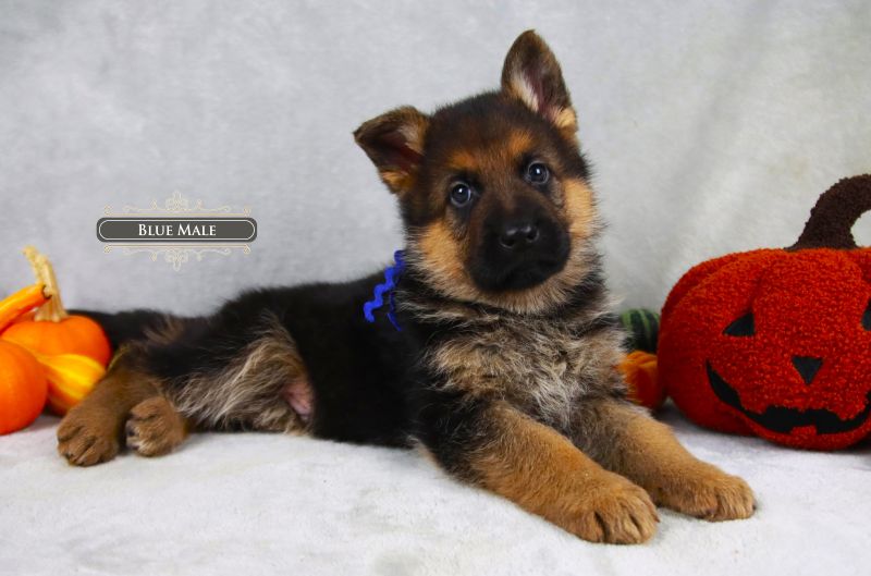 Ideal German Shepherd Puppy Breeder