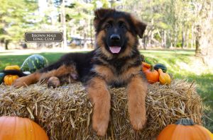 Reputable German Shepherds Breeder