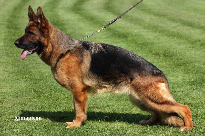Best Diet For A German Shepherd