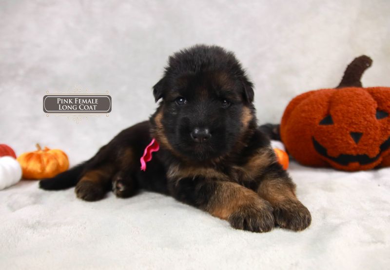 Care Tips For A Female German Shepherd Puppy