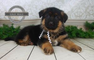 Choosing A Purebred German Shepherd Puppy