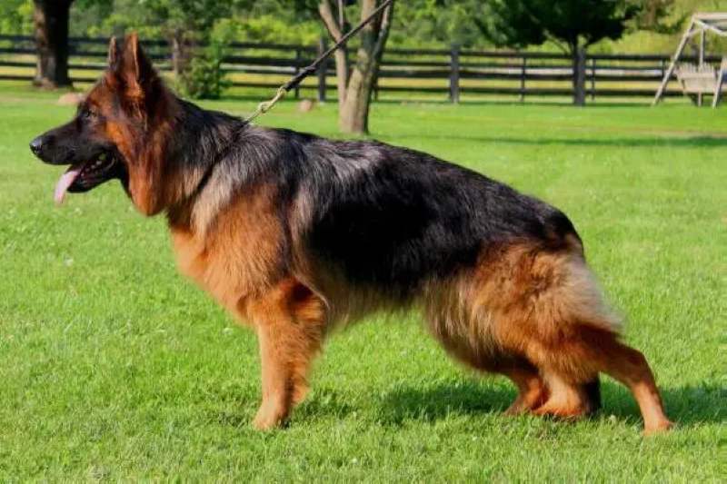 Different German Shepherd Varieties