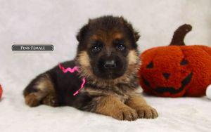Expert Tips About Female German Shepherd Puppy