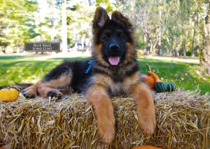 Expert Tips About German Shepherd Diet