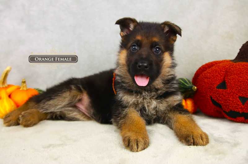 Get A German Shepherd Puppy For Sale