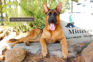 Get A Trained German Shepherd For Sale