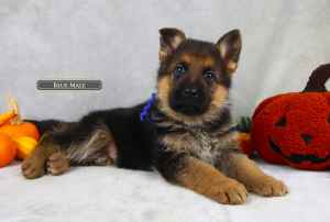 Healthy German Shepherds Puppies For Sale