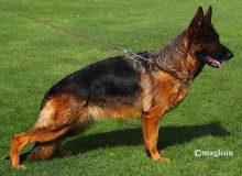 Mittelwest Breeding Female - V Naomi vom Mittelwest IGP2 KKL