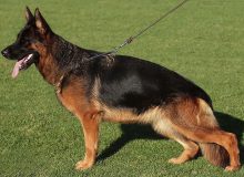 Mittelwet Breeding Female - V Stella vom Mittelwest IGP2 KKL
