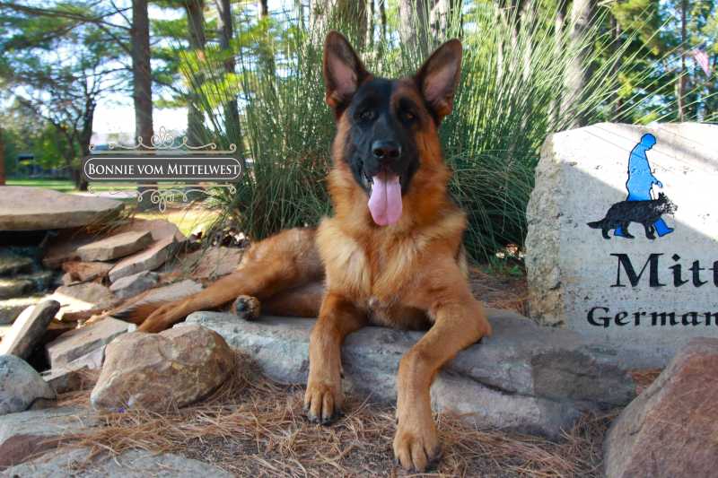 Trained German Shepherds For Sale