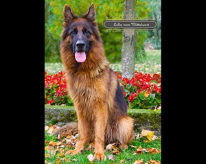 Female German Shepherd Weight Considerations