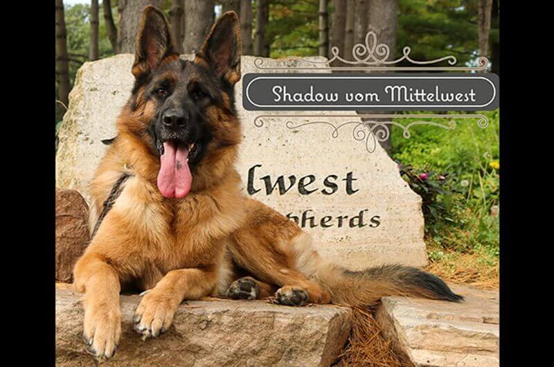 Find A Healthy Female German Shepherd For Sale