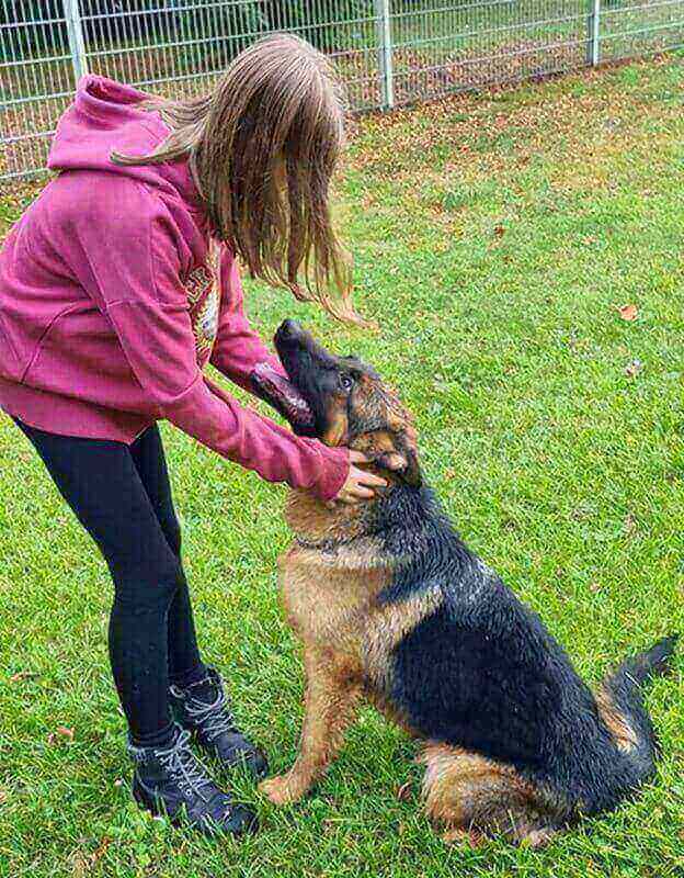 German Shepherd Puppies For Families