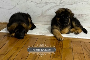 How To Add Years To Your GSD Life