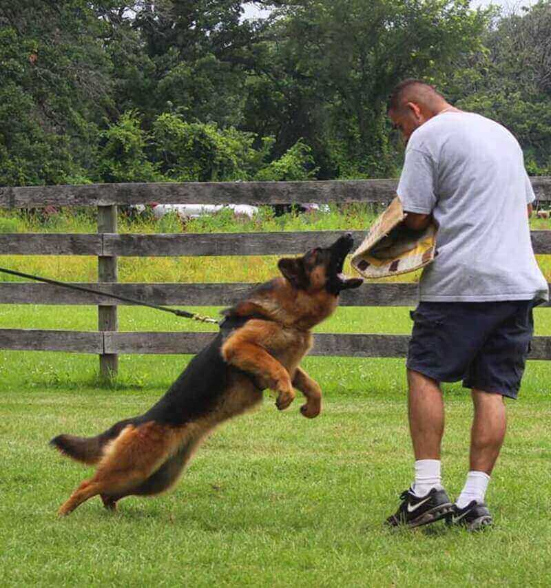 Police Dogs From German Shepherd Best Breeders