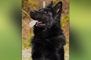 Police German Shepherds For Sale In Wonder Lake, IL