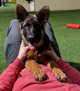 Trusted German Shepherd Dog Breeders In The U.S.
