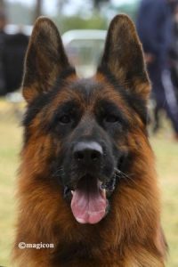 German Shepherds Dominate The Dog Show Conformation Ring