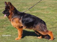Mittelwest Breeding Female - Fiona vom Mittelwest IGP2 KKL