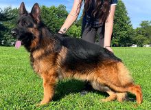 Mittelwest Champion Stud - V Giano vom Mittelwest IGP3, KKL