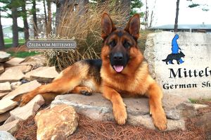 Protective Female German Shepherd Watching Over Children