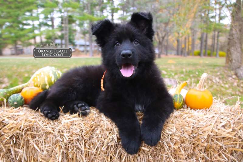 Tips For Keeping A Black German Shepherd Happy In Apartments