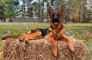 Calm German Shepherds In The House With Other Pets