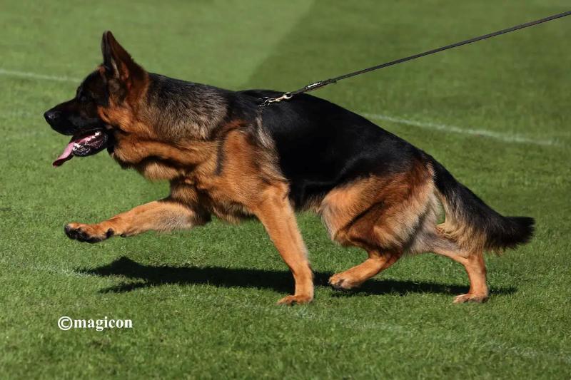 Discover The Variety Of German Shepherds