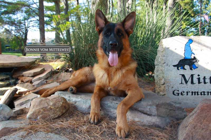German Shepherds Living Peacefully With Cats