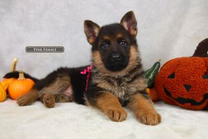 Baby Teeth Stages For German Shepherd Puppies Growing Up