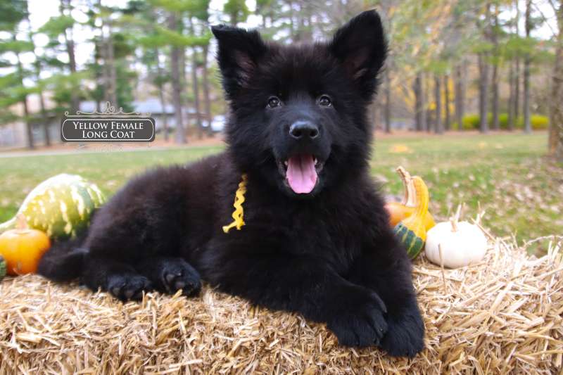 Black German Shepherd For Sale A Good Fit For Families