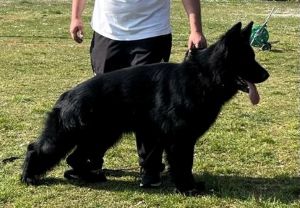 Black German Shepherd For Sale Worth Considering As Family Pet
