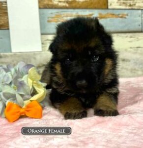 Choosing German Shepherd Puppies Male Or Female For Your Family