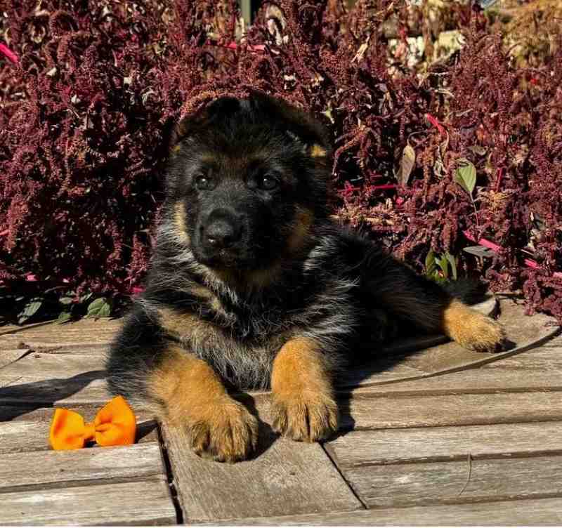 Find Out If Male Or Female German Shepherd Puppies Suit You Best