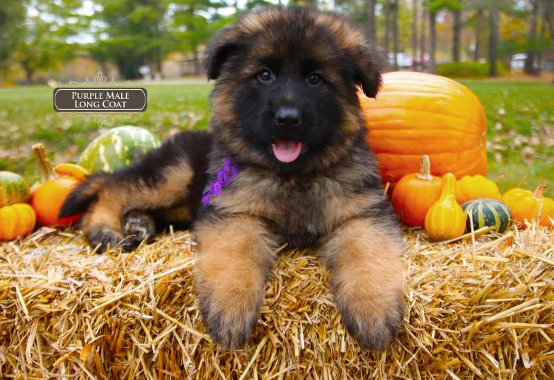 German Shepherd Puppies Baby Teeth Falling Out Guide