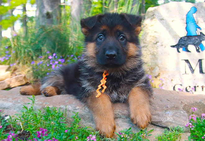 Giano & Sylvie - 8 Weeks Orange Collar Female