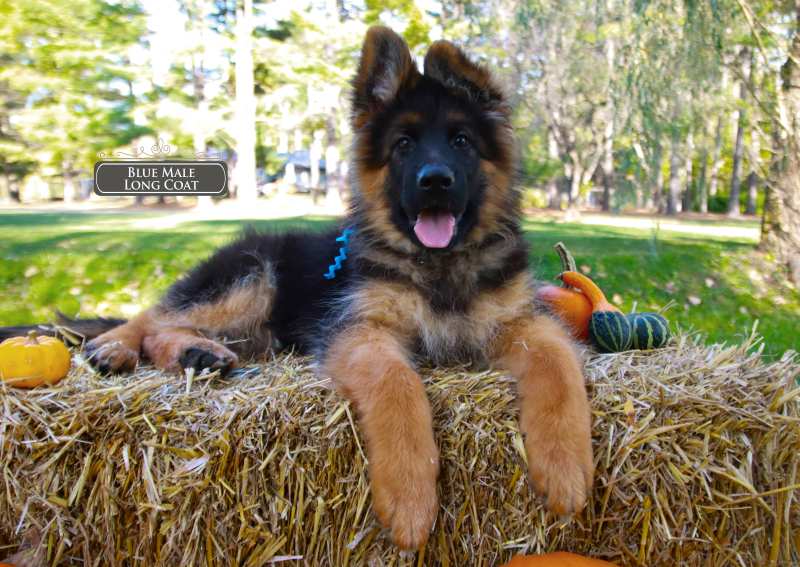 Grooming Tips For Long-Haired German Shepherd Puppies