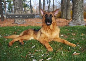 Is The German Shepherd Recognized As A Large Dog Breed