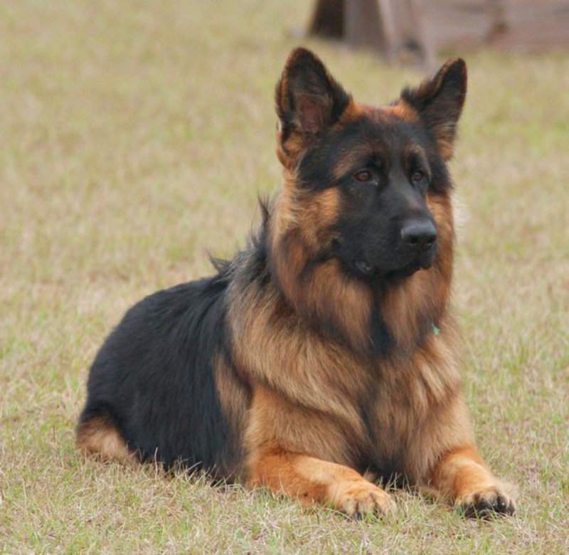 Long Haired German Shepherd Obedience Training By Age