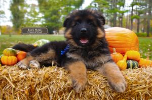Long Haired German Shepherd Puppy Socialization Tips