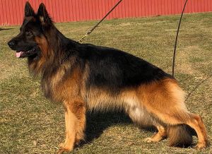 Long Haired German Shepherd Training Guide For Puppies