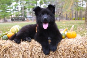 Loyal Companions Trained Black German Shepherds For Sale