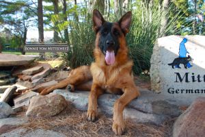 Trained German Shepherd Puppy For Sale Questions Answered