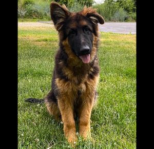 Training Long-Haired German Shepherd Puppies At Home