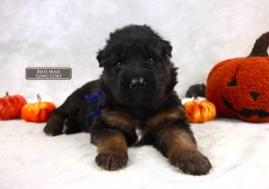 Typical Litter Size For A German Shepherd Dog