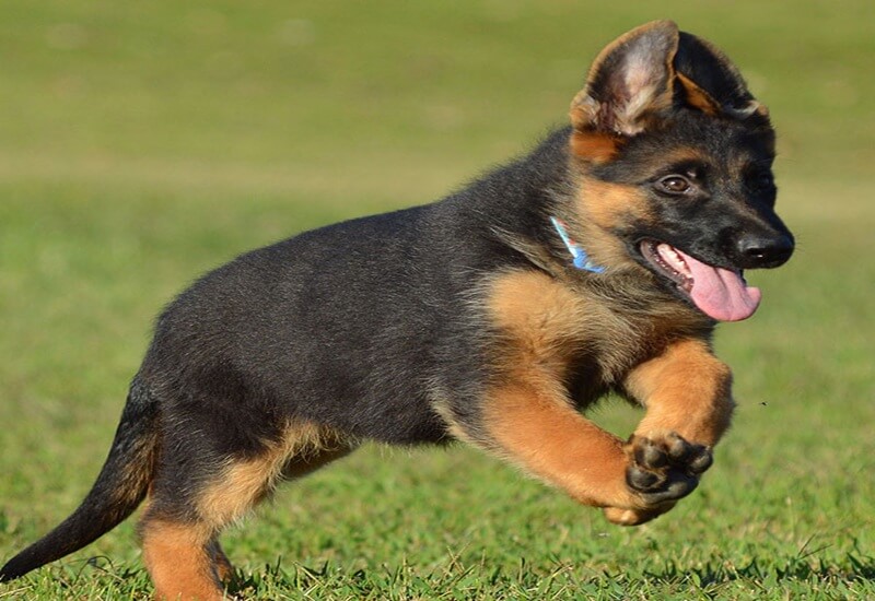 German Shepherd Running Speed And Stamina Tips For Illinois Homes