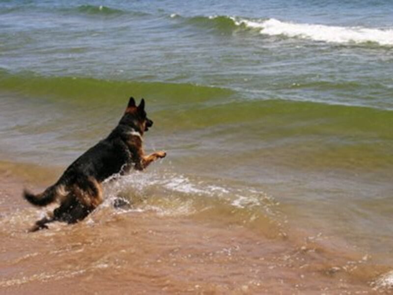 German Shepherd Stamina & Speed For Wonder Lake Owners