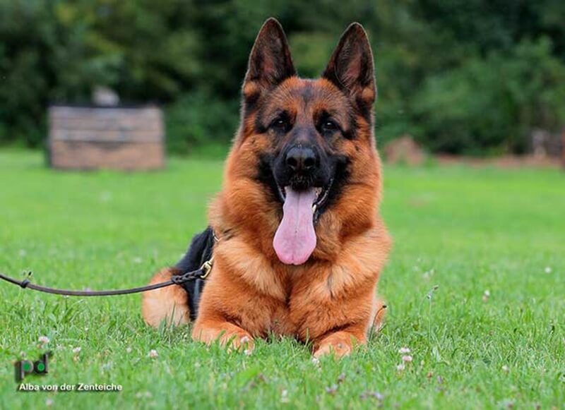 German Shepherd Training & Exercise Needs In Illinois